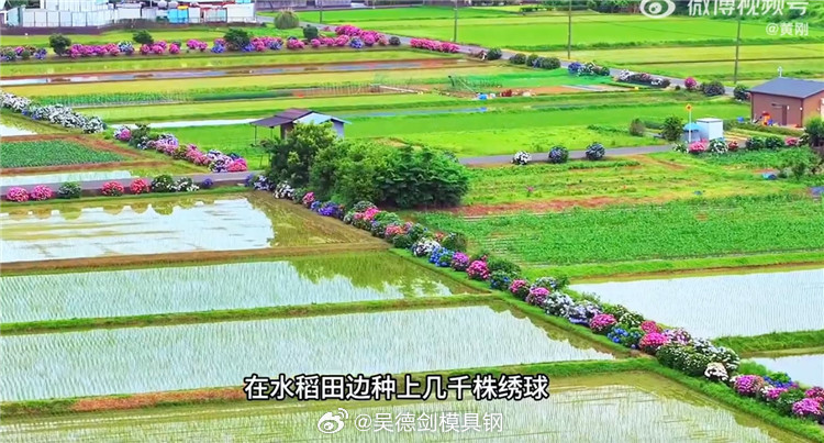 日本美丽乡村标杆：稻田绣球模式，一年吸引20万客流