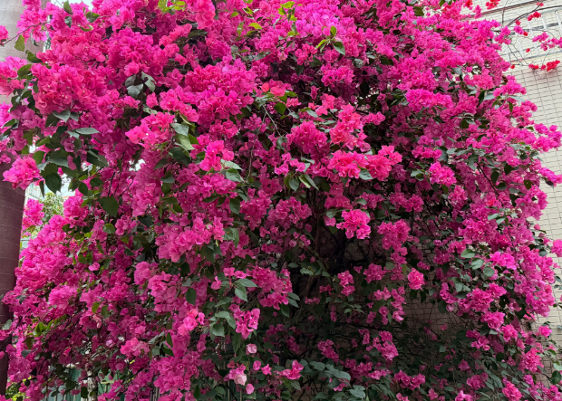 晨运路上的春天之美