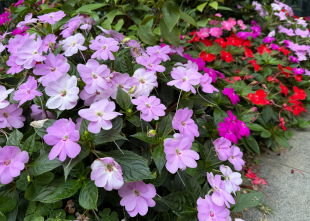 晨运路上的春天之美