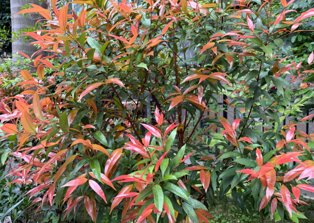 晨运路上的春天之美