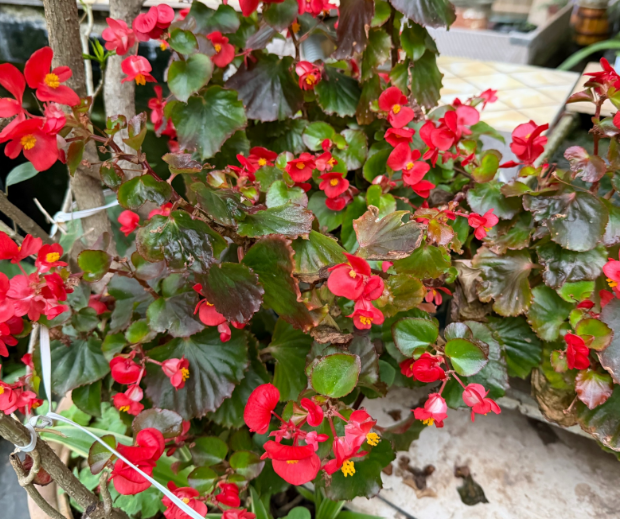 晨运路上的春天之美