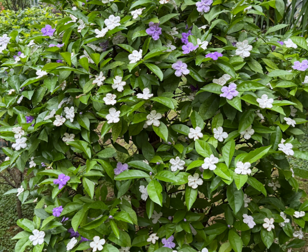 晨运路上的春天之美